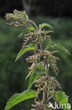 Grote brandnetel (Urtica dioica)