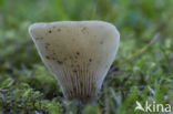 Hohenbuehelia petaloides