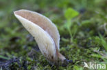 Hohenbuehelia petaloides