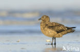 Great Skua (Stercorarius skua)