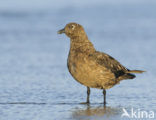 Great Skua (Stercorarius skua)