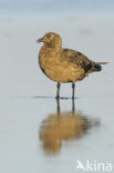 Great Skua (Stercorarius skua)