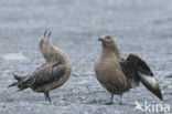 Great Skua (Stercorarius skua)