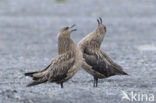 Grote Jager (Stercorarius skua)