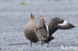 Grote Jager (Stercorarius skua)