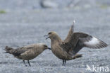 Great Skua (Stercorarius skua)