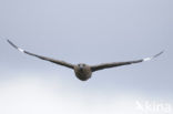 Great Skua (Stercorarius skua)