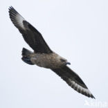 Grote Jager (Stercorarius skua)