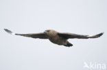 Grote Jager (Stercorarius skua)