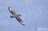 Great Skua (Stercorarius skua)