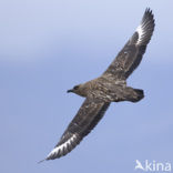 Great Skua (Stercorarius skua)