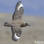 Great Skua (Stercorarius skua)