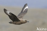 Great Skua (Stercorarius skua)