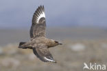 Grote Jager (Stercorarius skua)