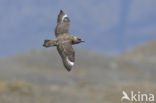 Great Skua (Stercorarius skua)