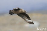 Great Skua (Stercorarius skua)