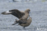 Great Skua (Stercorarius skua)