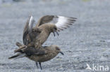 Grote Jager (Stercorarius skua)