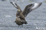 Great Skua (Stercorarius skua)