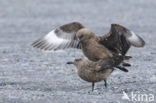 Grote Jager (Stercorarius skua)