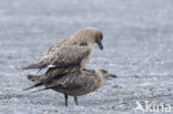 Great Skua (Stercorarius skua)