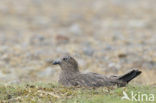 Grote Jager (Stercorarius skua)