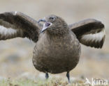 Grote Jager (Stercorarius skua)