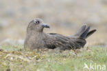 Great Skua (Stercorarius skua)