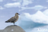 Great Skua (Stercorarius skua)