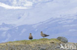 Grote Jager (Stercorarius skua)