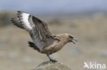 Grote Jager (Stercorarius skua)