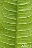 Teasel (Dipsacus fullonum)