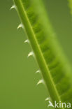 Grote kaardebol (Dipsacus fullonum)