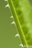 Grote kaardebol (Dipsacus fullonum)