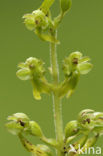 Grote keverorchis (Neottia ovata