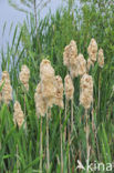 Grote lisdodde (Typha latifolia)