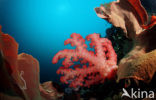 Pacific Ocean