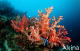 Pacific Ocean