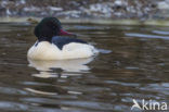 Grote Zaagbek (Mergus merganser)