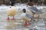 Grote Zaagbek (Mergus merganser)