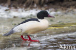 Grote Zaagbek (Mergus merganser)