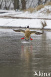 Grote Zaagbek (Mergus merganser)