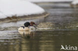 Grote Zaagbek (Mergus merganser)