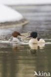 Grote Zaagbek (Mergus merganser)