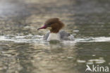 Grote Zaagbek (Mergus merganser)