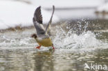 Goosander (Mergus merganser)