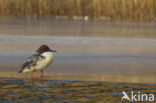 Grote Zaagbek (Mergus merganser)