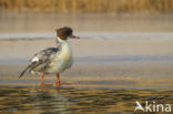 Grote Zaagbek (Mergus merganser)