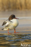 Grote Zaagbek (Mergus merganser)