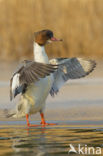 Grote Zaagbek (Mergus merganser)